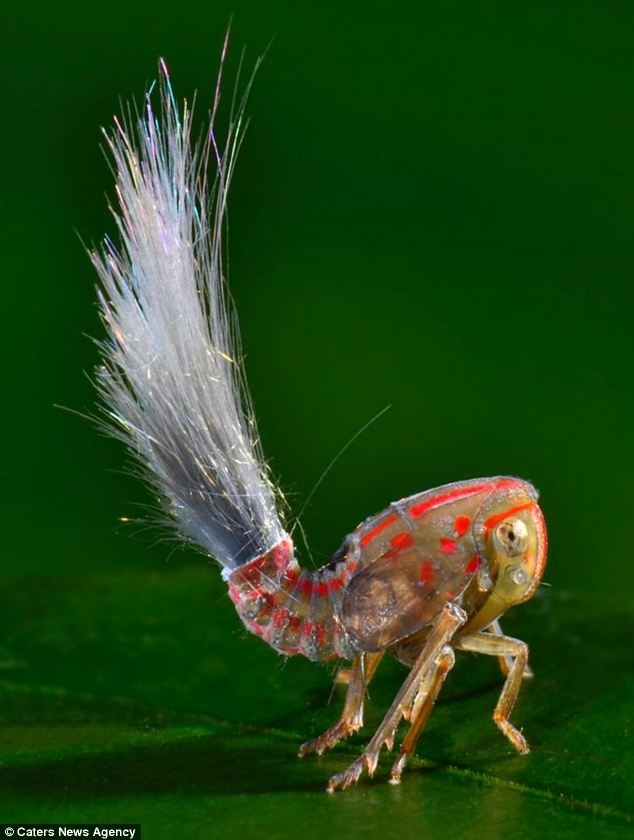 Loài côn trùng có túm đuôi trắng giống như mái tóc giật điện của búp bê Troll - đồ chơi phổ biến những năm 1990