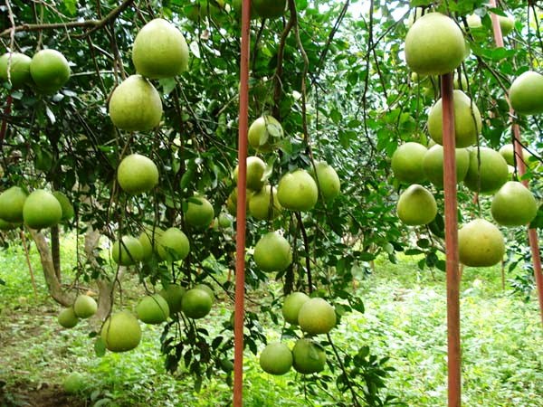 Bưởi đường lá cam Tân Triều (Ảnh: Sỹ Tuyên/VietnamPlus)