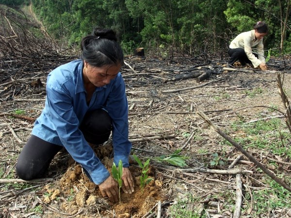 Giao đất giao rừng là "cần câu" giúp người dân ổn định sinh kế và cải thiện cuộc sống (Ảnh: TTXVN) 
