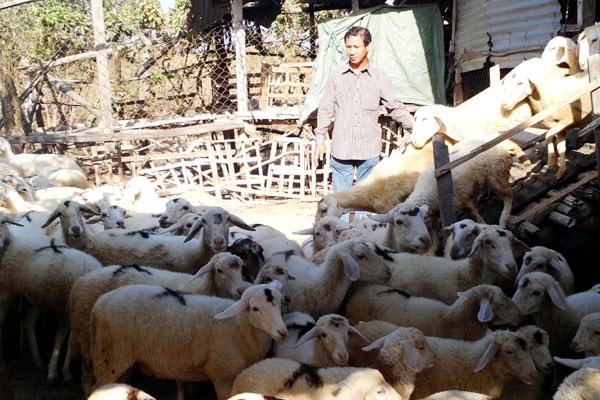 Cừu Phan Rang là một trong 55 giống vật nuôi mới được phát hiện trong vòng 10 năm qua và được khai thác làm hàng hóa (Ảnh: T.H/VietnamPlus)