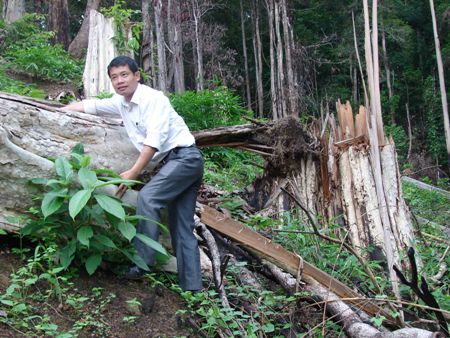 Những cây rừng nguyên sinh bị "lâm tặc" chặt hạ trên những cánh rừng ở Đức Cơ