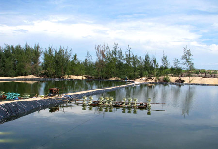 Những rừng phi lao ven biển bị chặt phá để thay vào đó là những hồ nuôi tôm trái phép