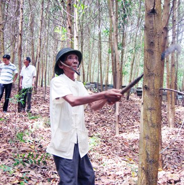 Nhiều cánh rừng tràm ở xã Lộc Bổn huyện Phú Lộc (Huế) đã trở nên xanh tốt khi đất rừng được chuyển giao cho nông dân