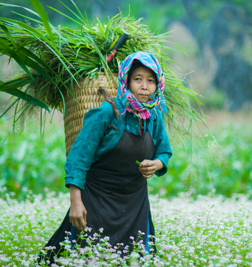 Đi giữa rừng hoa