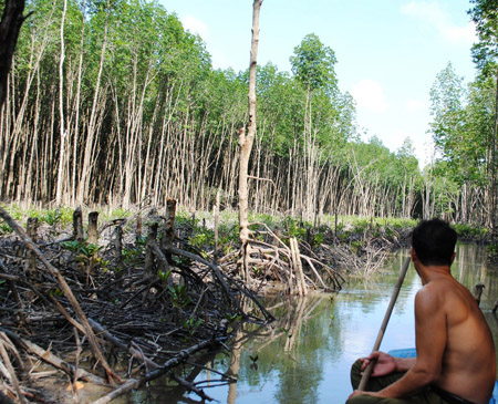 Rừng đước tại VQG Mũi Cà Mau bị xâm hại nghiêm trọng