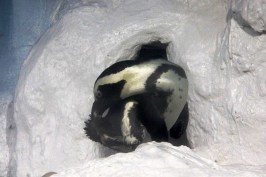 Để đảm bảo cho sức khoẻ của chim cánh cụt phù hợp với khí hậu nước ta, những tảng băng tuyết lớn được xây tổ y hệt như tại quê hương của chúng, giúp loài chim này quen dần với môi trường mới