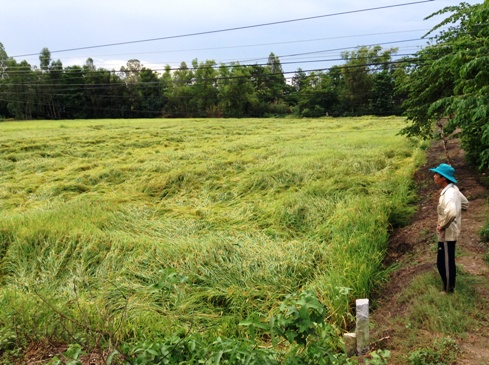 Cánh đồng lúa bị sập tại huyện Cờ Đỏ, TP. Cần Thơ hồi tháng 5/2013 (Ảnh: Lý Quốc Đẳng)