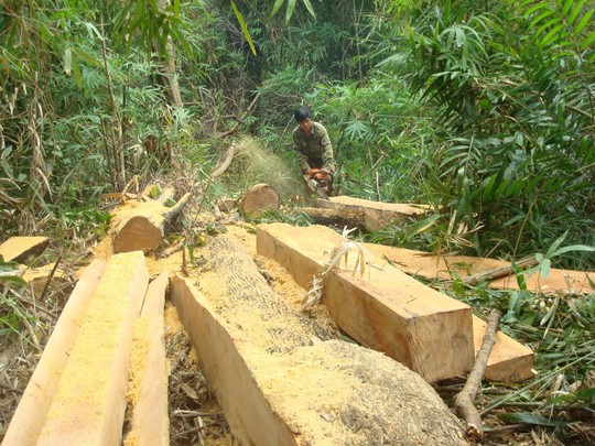 Lâm tặc ngang nhiên khai thác gỗ trong lâm phần của một công ty lâm nghiệp ở tỉnh Đắk Nông (Ảnh: Cao Nguyên)