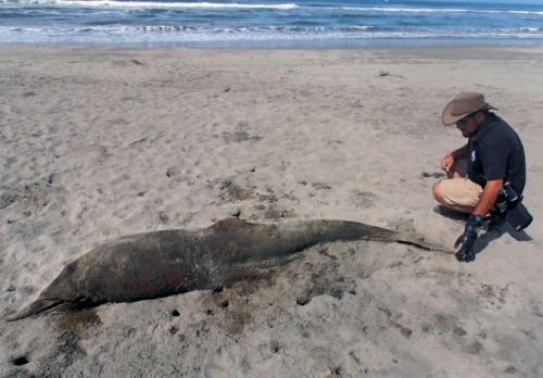 Một nhà khoa học tiến hành khám nghiệm xác một con cá heo dạt vào Lambayeque, bờ biển phía bắc Peru (Ảnh AFP/TTXVN)
