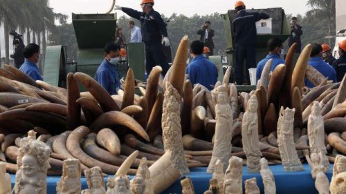 Ngà voi được chính quyền Trung Quốc tiêu hủy công khai ở Quảng Đông (Ảnh: AP)