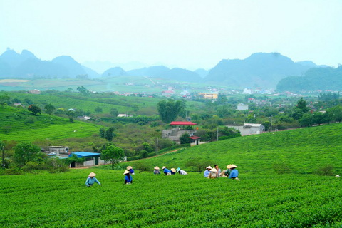 Thu hoạch chè tại nông trường chè Mộc Châu, Sơn La (Ảnh: Hoàng Đông/Nhân dân)