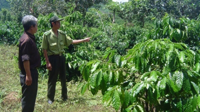 Người dân xã Đác Sô, huyện Krông Nô lấn chiếm đất rừng đặc dụng Đray Sáp để trồng cây cà-phê, nhưng các ngành chức năng ở địa phương chưa có biện pháp ngăn chặn, xử lý (Ảnh: Nguyễn Công Lý/Nhân dân)