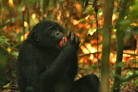 Những hạt cây do khỉ bonobo phát tán đạt tỷ lệ nảy mầm lên tới 97% (Ảnh: David Beaune)
