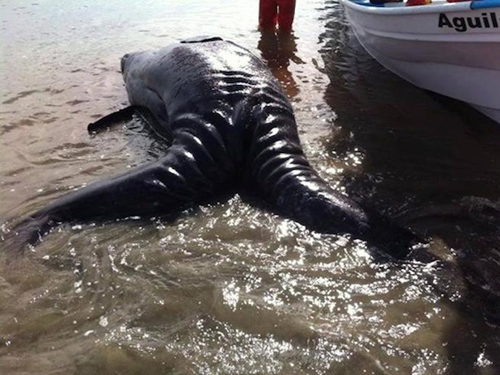 Cá voi sinh đôi dính liền cực hiếm dạt vào bờ