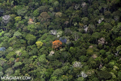 Rừng mưa Amazon (Ảnh: Rhett A. Butler)