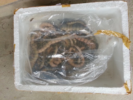 26 kg rắn đẻn bị thu giữ (Ảnh: Trúc Dân/VnMedia)