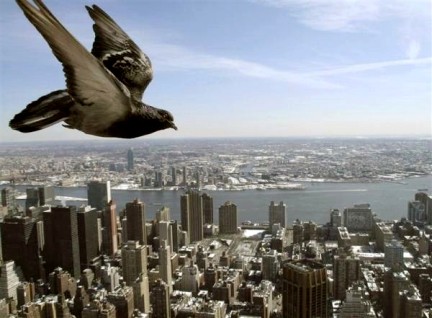 Một cánh chim bồ câu bay trên bầu trời New York, Mỹ (Ảnh: Reuters)