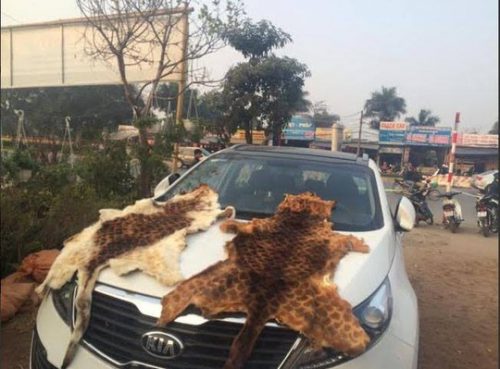 2 bộ da hổ là tang vật bị thu giữ (Ảnh: N.Quyết/www.nld.com.vn)