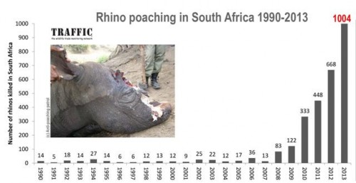 Số liệu tê giác bị săn trộm tại Nam Phi từ 1990-2013