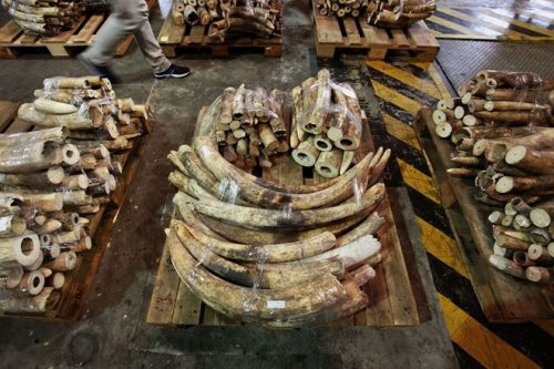 Nhà chức trách Hong Kong bắt giữ một vụ buôn lậu hơn 700 chiếc ngà voi trị giá hơn 1 triệu USD đầu tháng 1/2013 (Ảnh: Reuters)