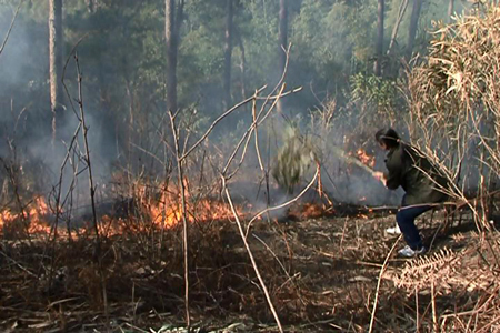 Dập lửa vụ cháy đồi thông thuộc địa phận phường Noong Bua (Ảnh: dienbientv.vn)