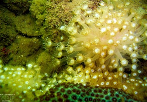 Rạn san hô phía Đông đảo Ba Mùn