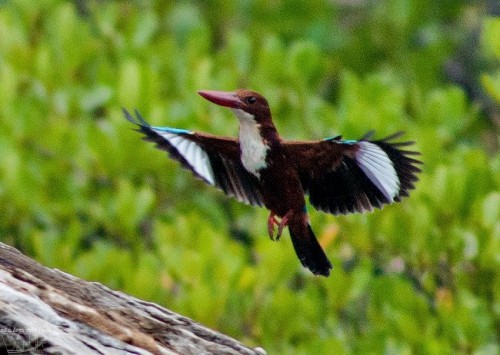 Một trong số các loài chim thường gặp trong Vườn quốc gia sinh sống tại khu vực núi đá vôi, núi đất trên đảo
