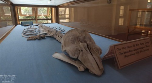 Xương cá heo bụng trắng, loài động vật hiện có ở Vườn quốc gia Bái Tử Long