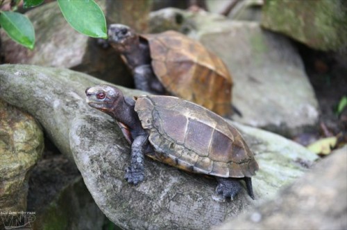 Rùa Sa nhân được chăm sóc tại Trung tâm cứu hộ động vật trên biển ở Vườn quốc gia Bái Tử Long