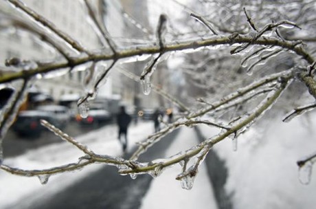 Một cành cây ở công viên Trung tâm New York bị đóng băng (Ảnh: Reuters)