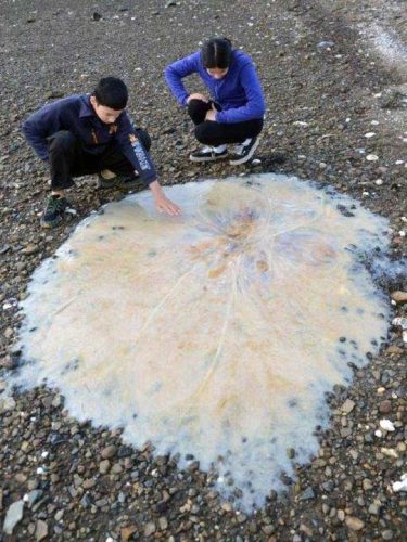 Con sứa 1,5m được tìm thấy ở bờ biển Tasmania (Ảnh: ABC)