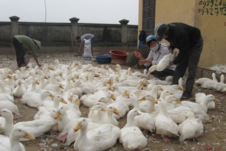 Gia cầm nuôi trong nước cũng cần kiểm soát gắt gao (Ảnh: Đỗ Hương/Chinhphu.vn)
