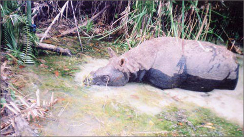Tê giác một sừng ở Việt Nam đã biến mất (Ảnh: WWF)