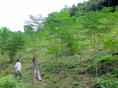 Người dân kiểm tra rừng (Ảnh: Cổng TTĐT Nghệ An)