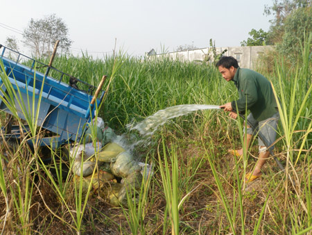 Sau khi đổ phân tươi ra khỏi bao, người ta tưới nước để phân chảy tràn ra đồng cỏ (Ảnh: Dân Việt)