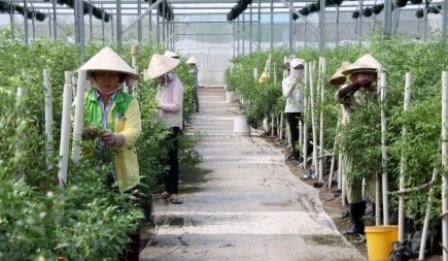 Khu nông nghiệp công nghệ cao TP Hồ Chí Minh (Ảnh: Hoàng Tuyết/Báo Tin Tức)