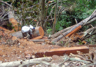 Một vụ phá rừng tại Khánh Vĩnh (Ảnh: Sài Gòn Giải Phóng)