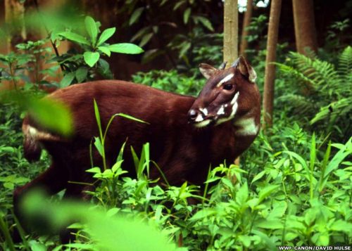 Sao La được tìm thấy ở rừng núi khu vực Thừa Thiên - Huế (Ảnh: WWF)