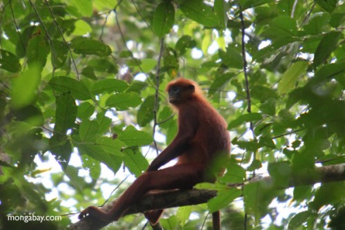 Khỉ lá đỏ (Presbytis rubicunda) ở Tây Kalimantan