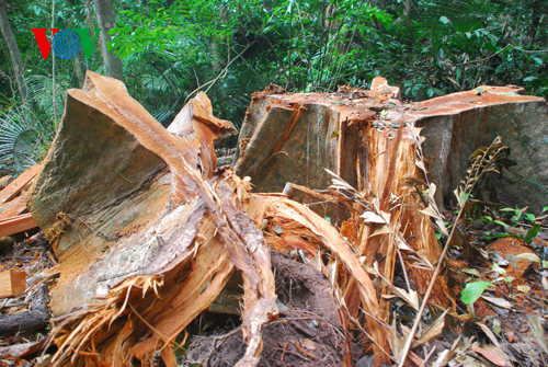 Cây gỗ rừng bị hạ, còn trơ gốc (Ảnh: VOV Online)
