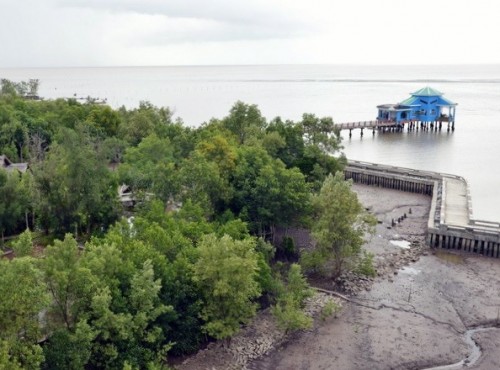 Rừng ngập mặn ở Cà Mau (Ảnh: Thanh Hà/TTXVN)