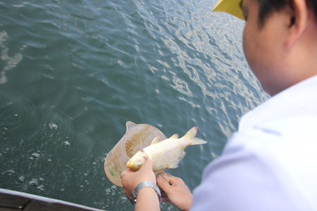 Cán bộ Chi cục Thú y- Sở NN&PTNT Quảng Ngãi lấy mẫu cá chết để xét nghiệm (Ảnh: Dân Việt)