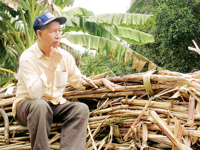 Sau vụ mía 2013-2014, nhiều hộ dân ở huyện Bến Lức (Long An) quyết định chia tay cây mía do thua lỗ kéo dài (Ảnh: Sài Gòn Giải Phóng)