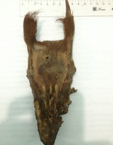 Đầu con mang được tìm thấy ở nhà dân trong vùng, được các nhà khoa học lấy mẫu đi xét nghiệm và trùng với mẫu con Mang đang được lưu giữ ở Bảo tàng Lịch sử tự nhiên Mỹ (Ảnh: Tuấn Minh/nld.com.vn)