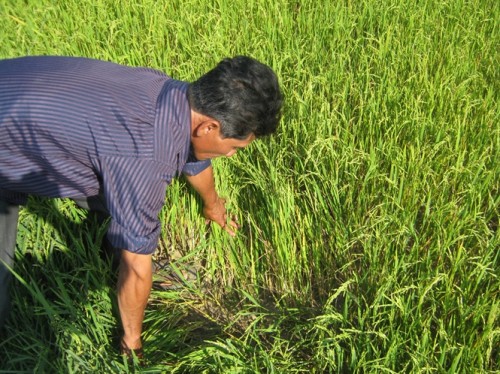 Ruộng lúa ở xã Xuân Lãnh khô héo vì thiếu nước (Ảnh: Nông nghiệp Việt Nam)