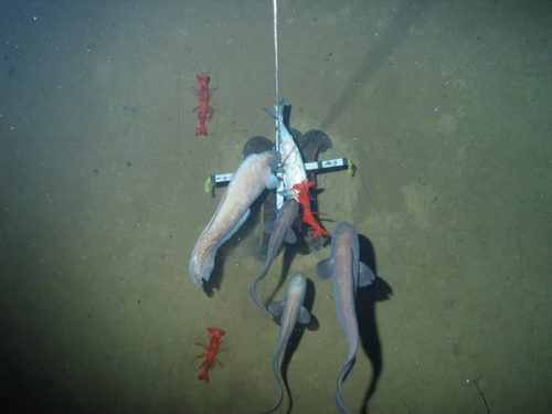 Những con cá lươn lớn và tôm tranh mồi. Cá lươn là một loài cá dưới biển có thể dài tới 1m (Ảnh:  livescience.com)