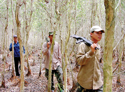 Tuần tra bảo vệ rừng ở Kiên Giang (Ảnh: Sài Gòn Giải Phóng)