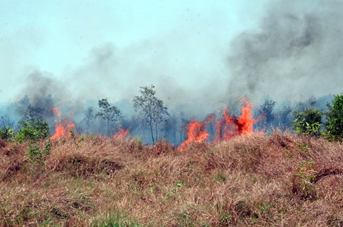 Đám cháy bùng dữ dội ở rừng tràm phòng hộ  (Ảnh: Pháp luật TP.HCM)