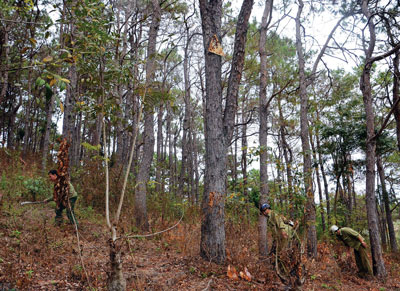 Nhờ phối hợp tốt giữa chủ rừng và người dân tại chỗ trong việc quản lý và bảo vệ rừng, những cánh rừng ở huyện Kbang (Gia Lai) luôn xanh tươi (Ảnh: Sài Gòn Giải Phóng)