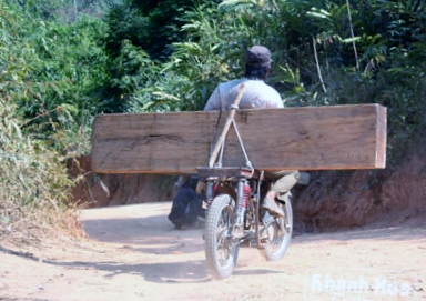 Một xe máy chở gỗ của lâm tặc (Ảnh: Báo Khánh Hòa)